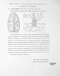 Ramularia bistortae image